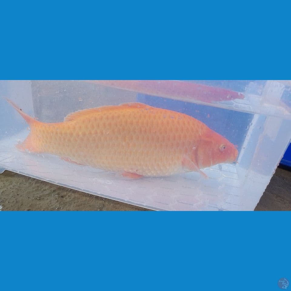 M43cm Red karasi Quality
