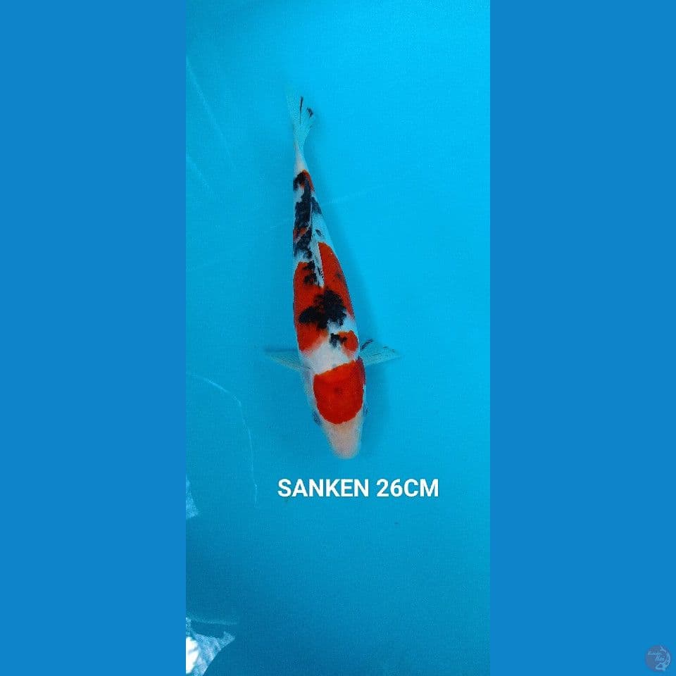 SANKEN 26CM 