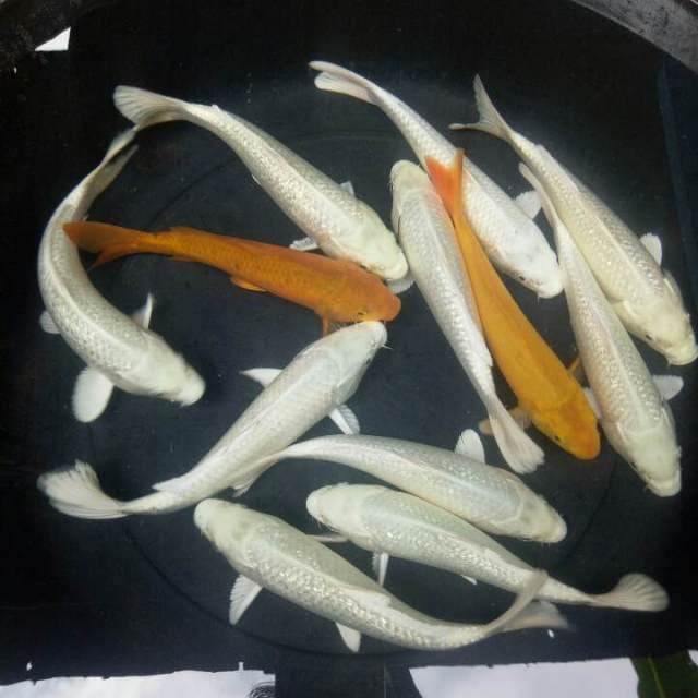 mix koi 12 ekor