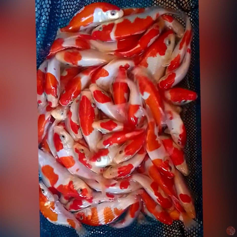 BIBIT KOHAKU DOID 10-15CM 80EKOR