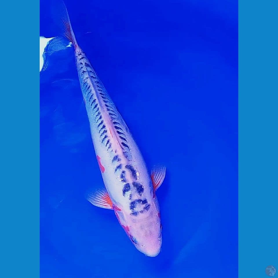 37cm hana shusui ml