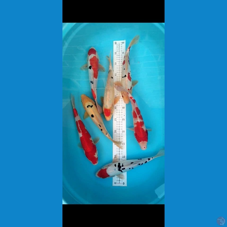 Doitsu 5ekor+sisik 2ekor 28-30cm (7ekor)