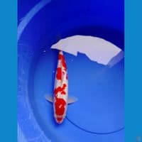 kohaku ginrin padat 