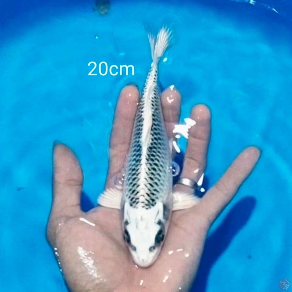 20cm