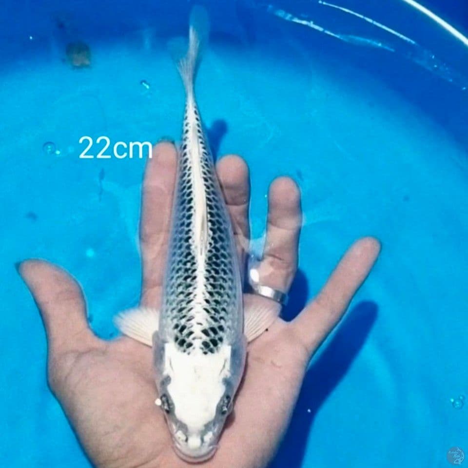22cm