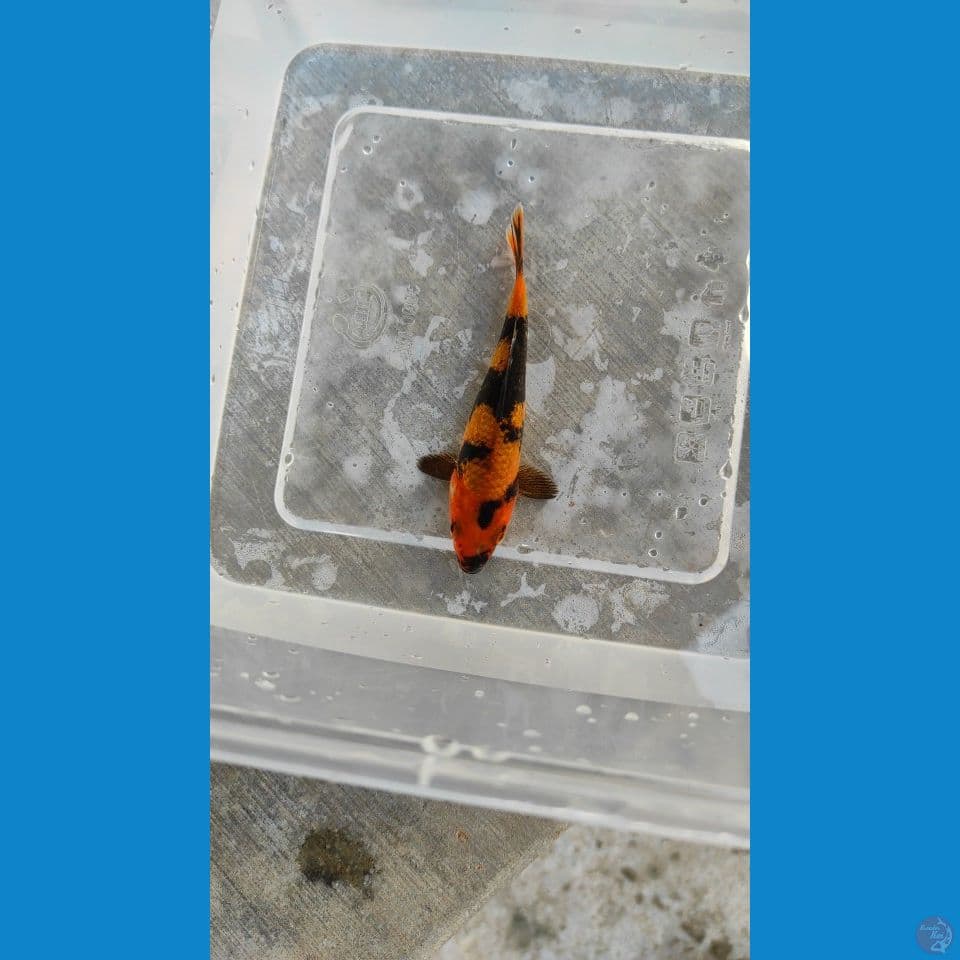 gindrin hi utsuri 12 cm bahnn kep