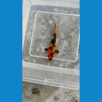gindrin hi utsuri 12 cm bahnn kep