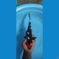 tcshowa gindrin 35 cm 