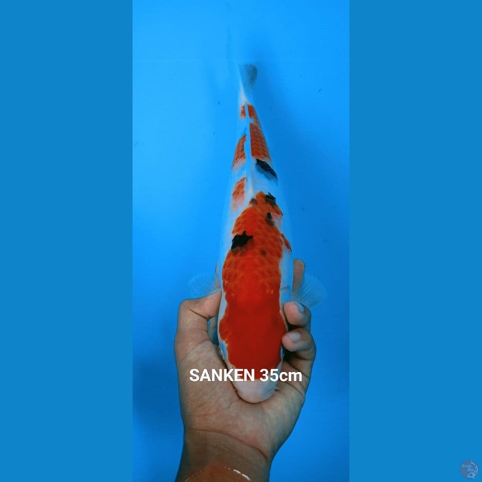 SANKE 35cm