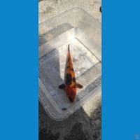 hi utsuri 16 cm 