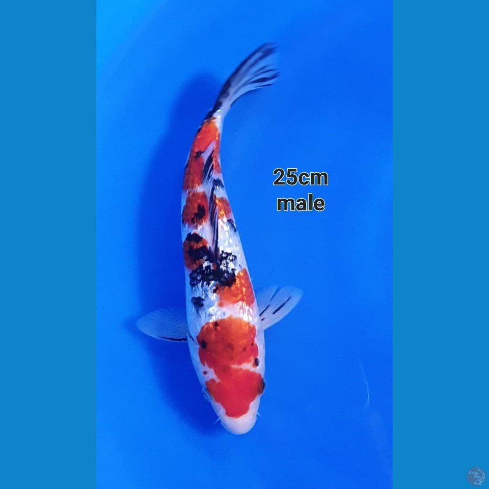 sanke ginrin
