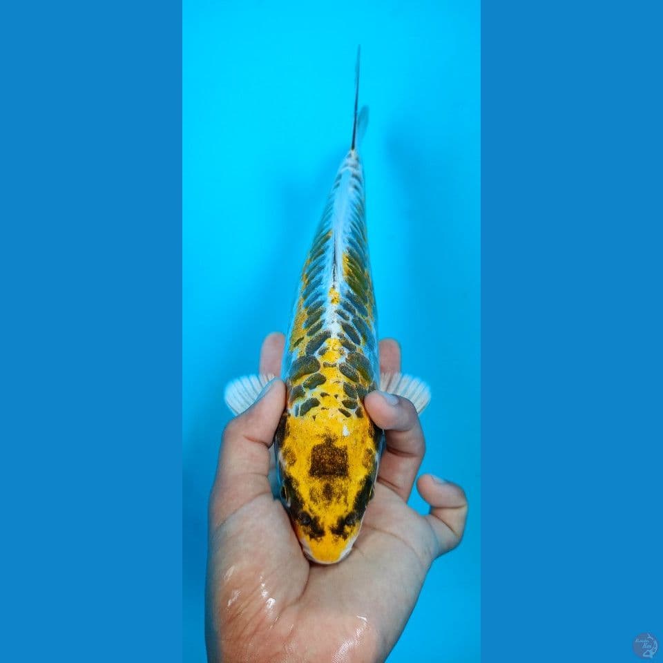 kiko 28cm