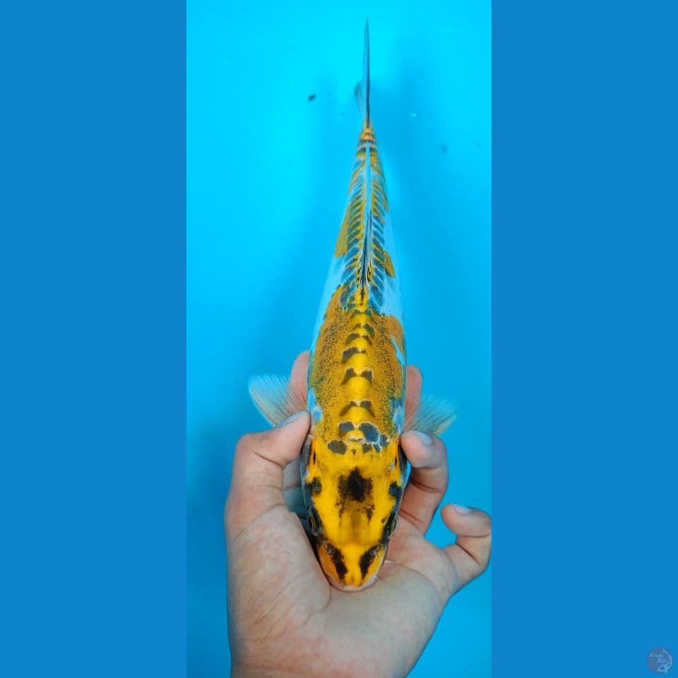 kiko 30cm