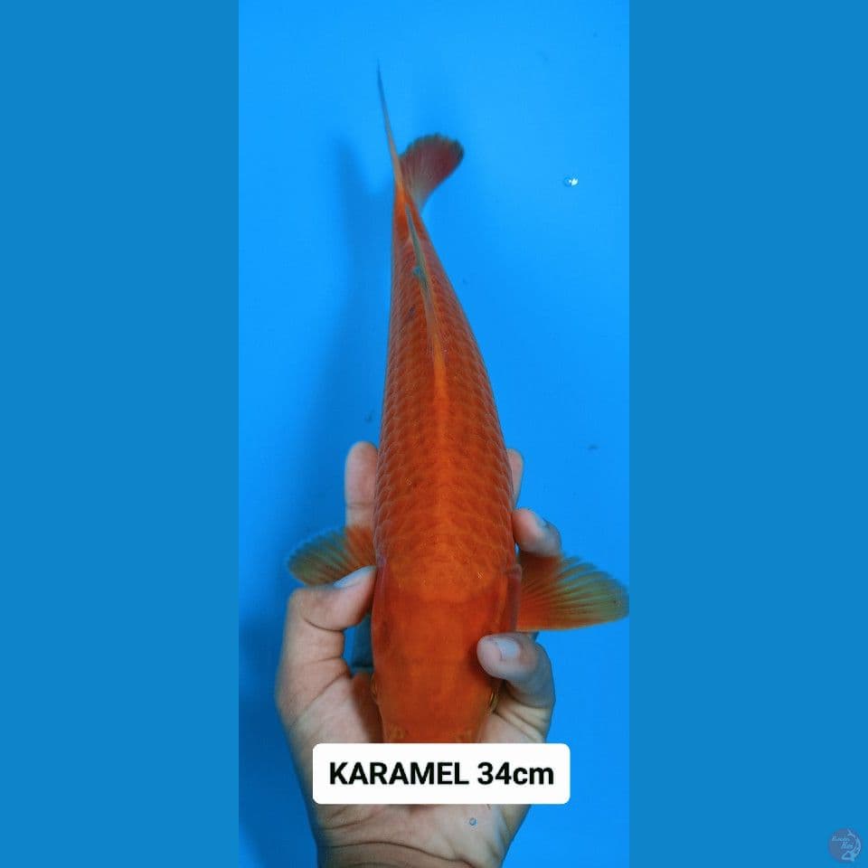 karamel 34cm