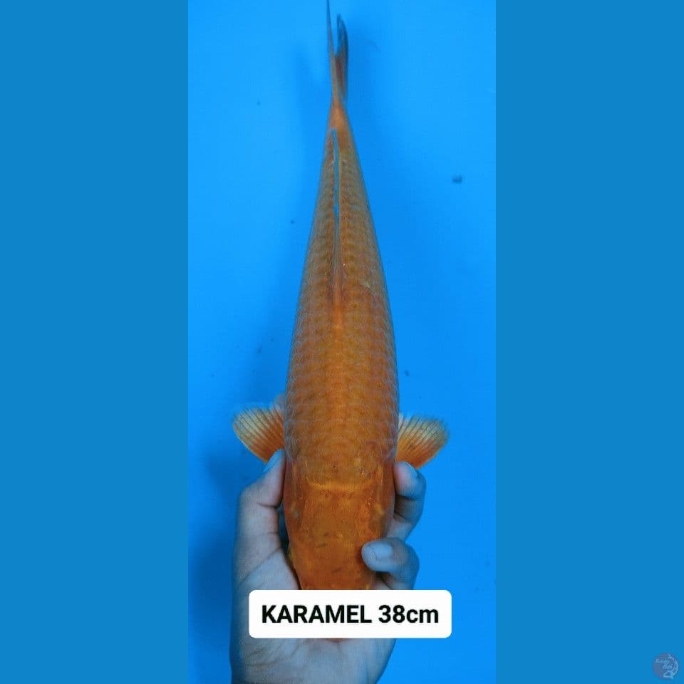 karamel 38cm