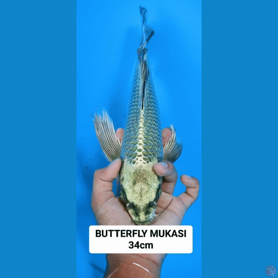 butterfly 34cm