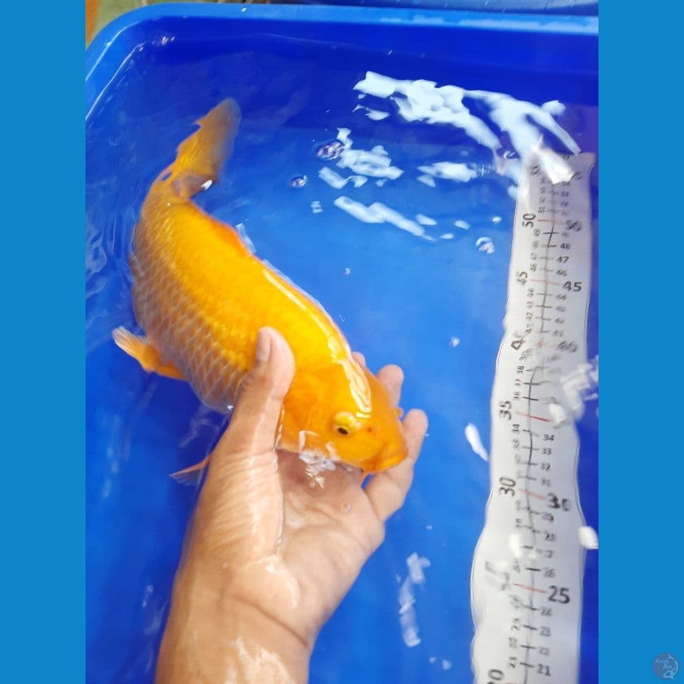 37cm