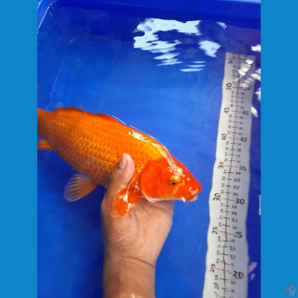 33cm