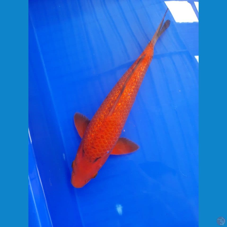 32cm
