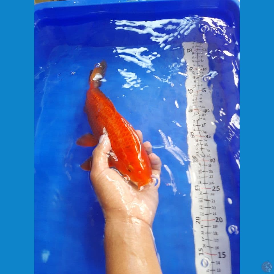 32cm