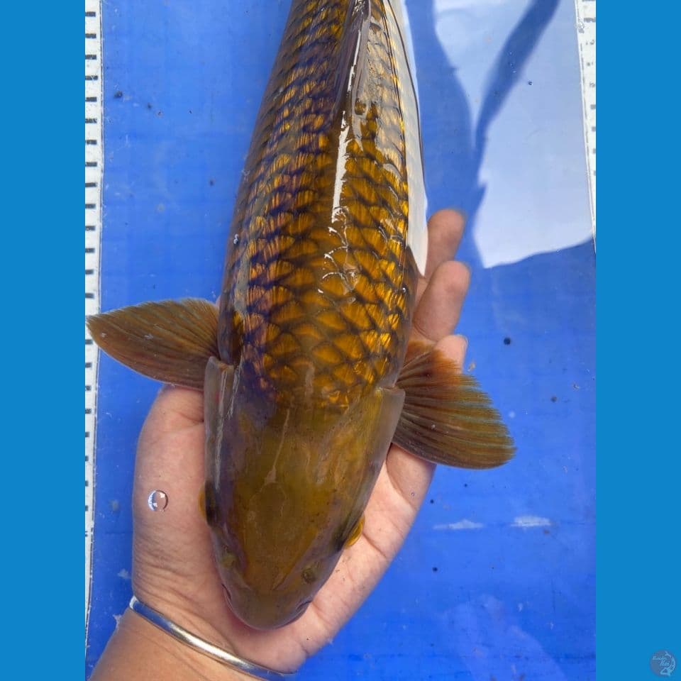 jantan 34 cm midori punuk