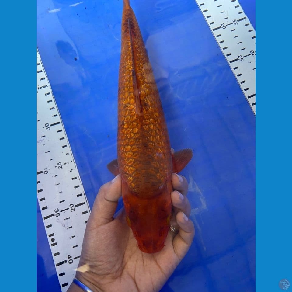 31 dragon karamel punuk