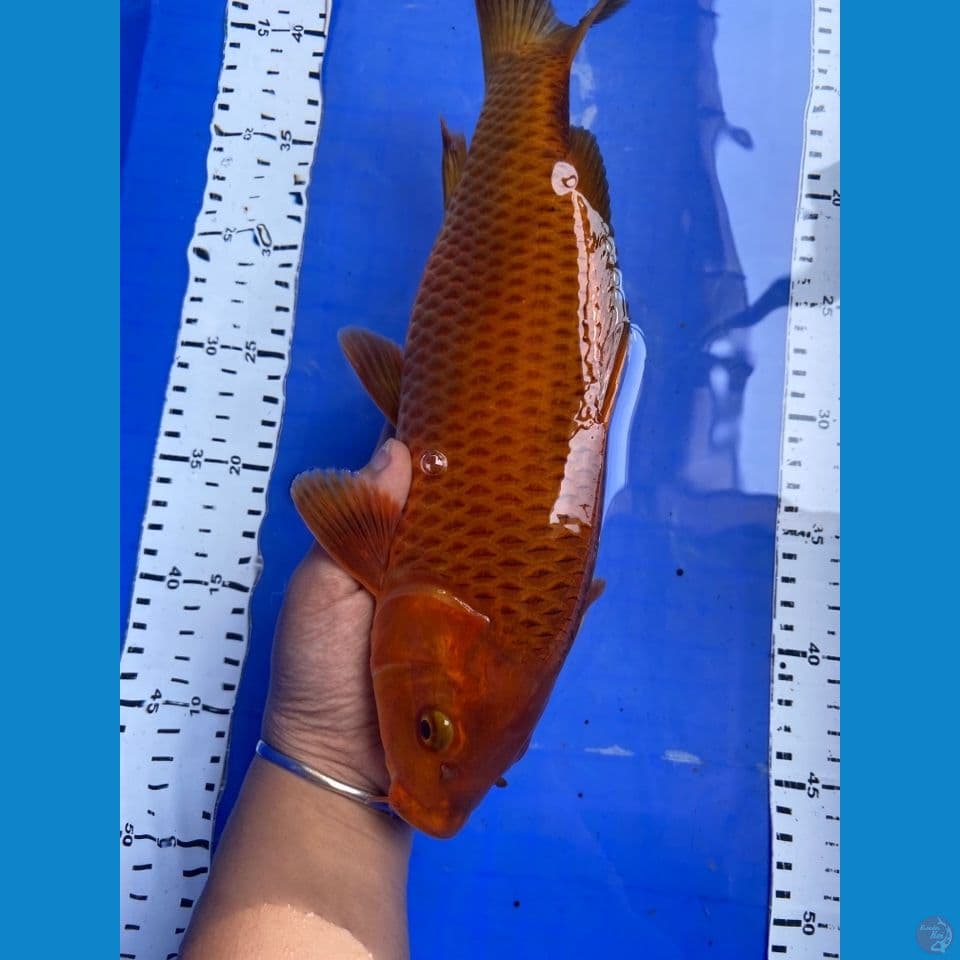 karamel salak 32