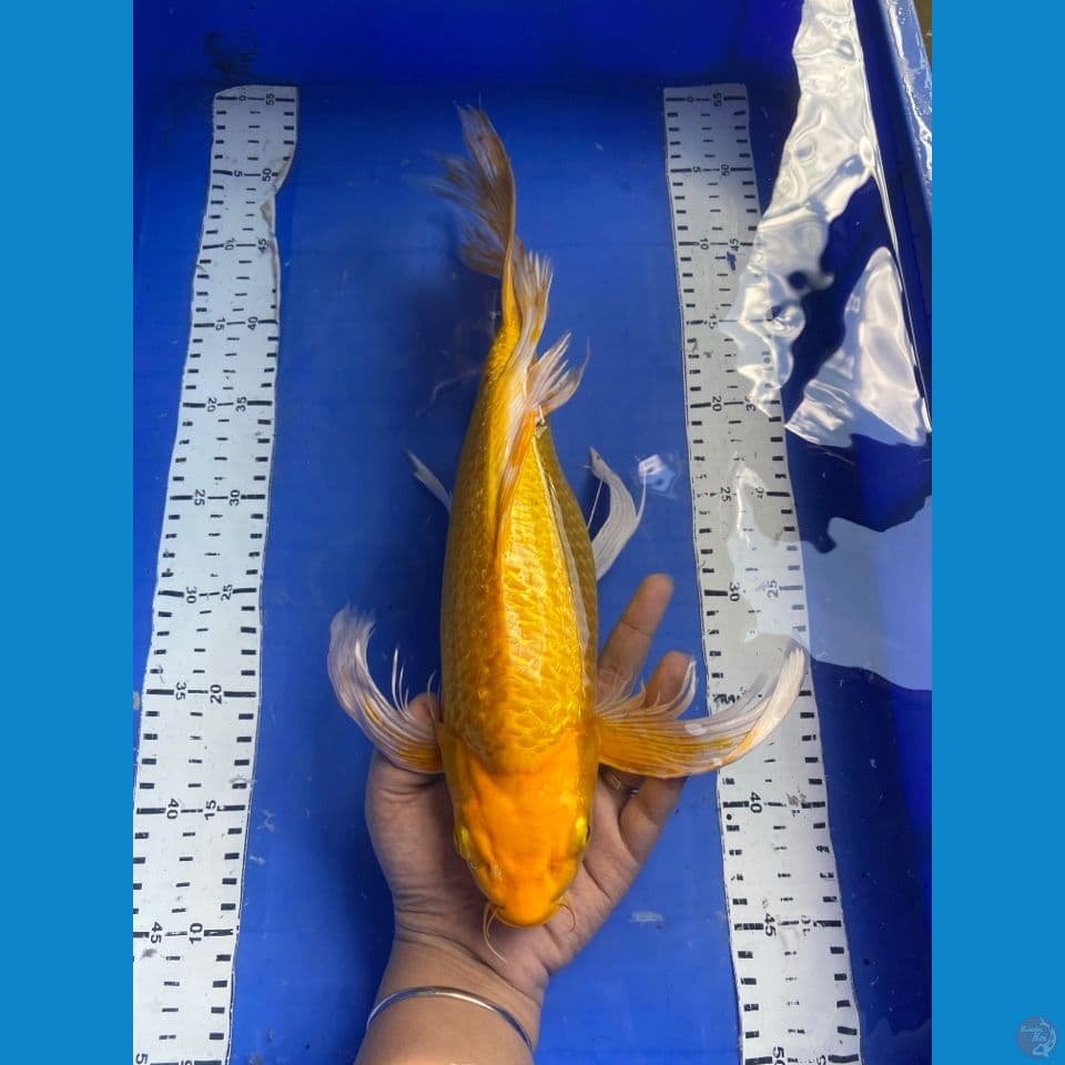 mukasi sleyer punuk 40 cm