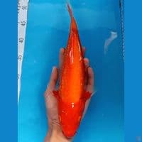 Aka hajiro ginrin 32cm