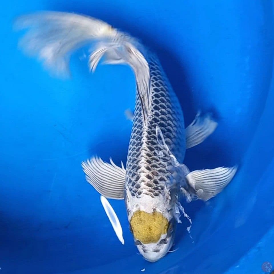 KUMPAI TANCHO KOGANE 33CM