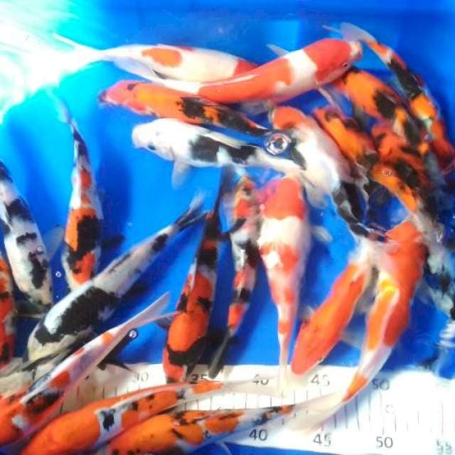 Mix kohaku showa, 20 ekor
