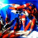 Mix kohaku showa, 20 ekor