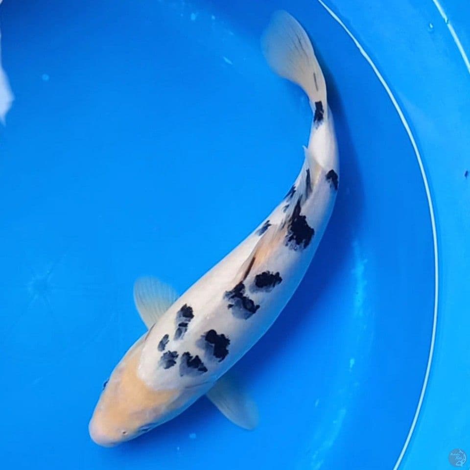 BEKKO SUPER 37CM