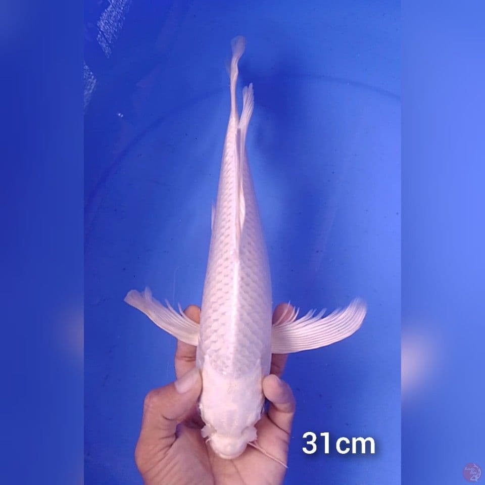 platinum kumpay 31 cm.m