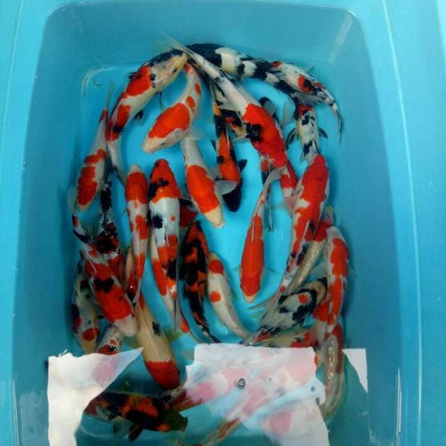 Mix koi 35 ekor