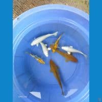 sk paket mix