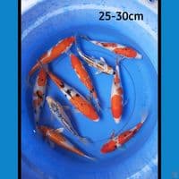 Paket 10 ekor 25-30 cm