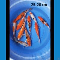 Paket 10 ekor 25-28 cm