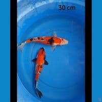 Mix 30 cm