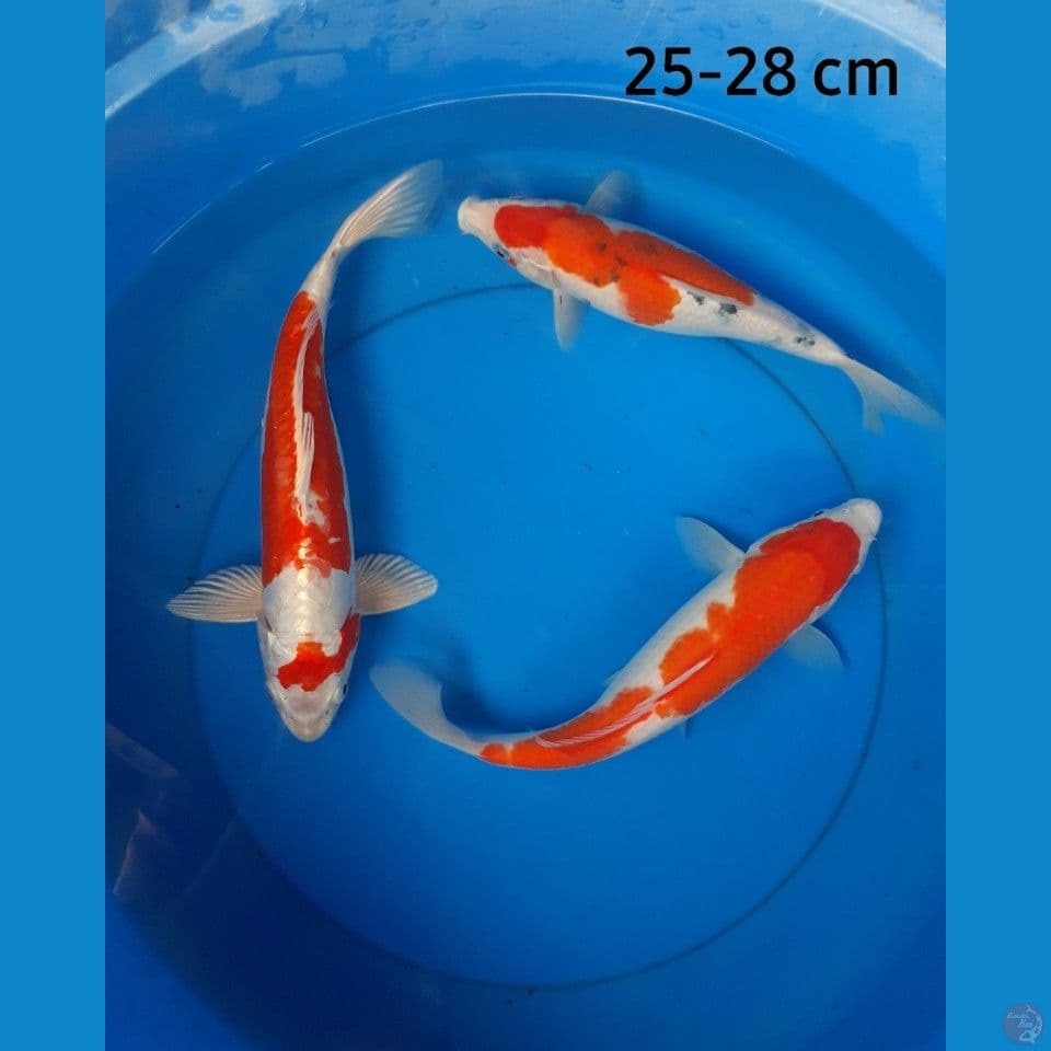 Mix 25-28 cm