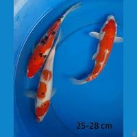 Mix 25-30 cm