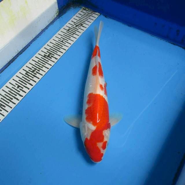 KOHAKU CANTIK 29CM