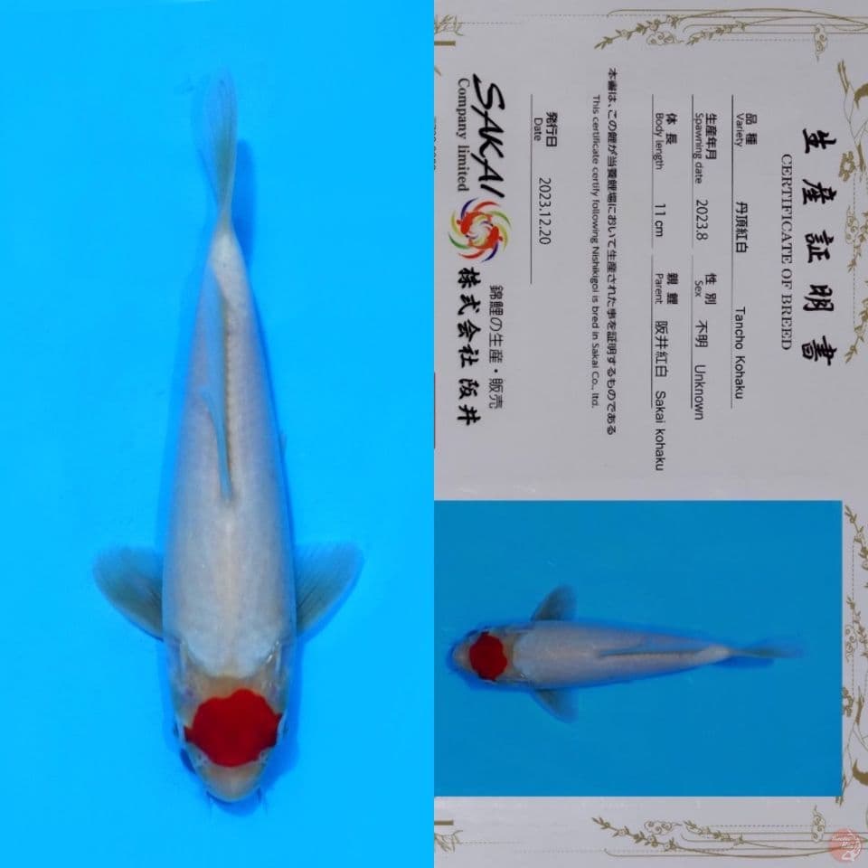 SAKAI TC KOHAKU HQ 23CM