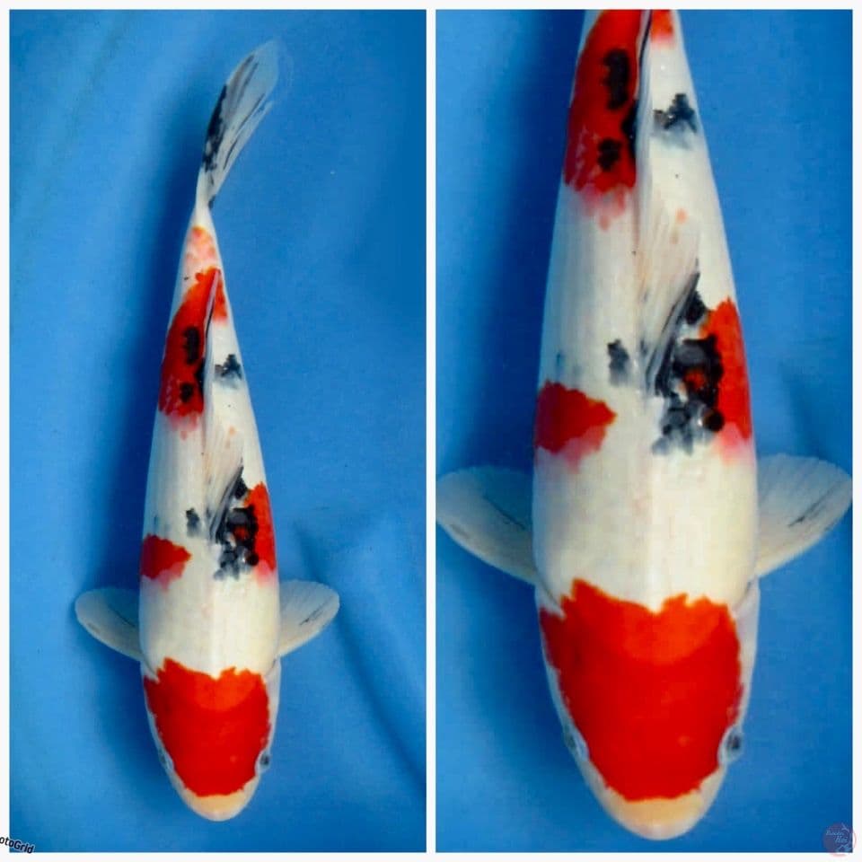 Sanke F1 sakai original 38cm 