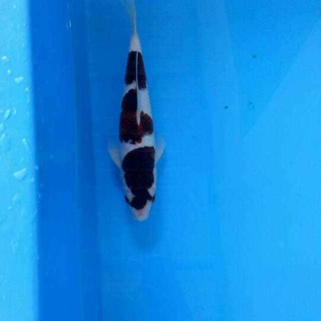 Budho Goromo Male 33 cm