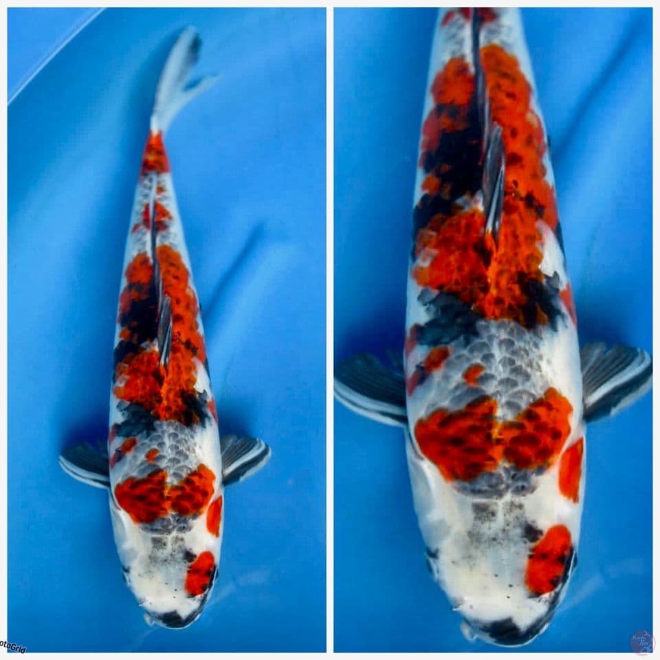 Showa Koromo antik 48cm