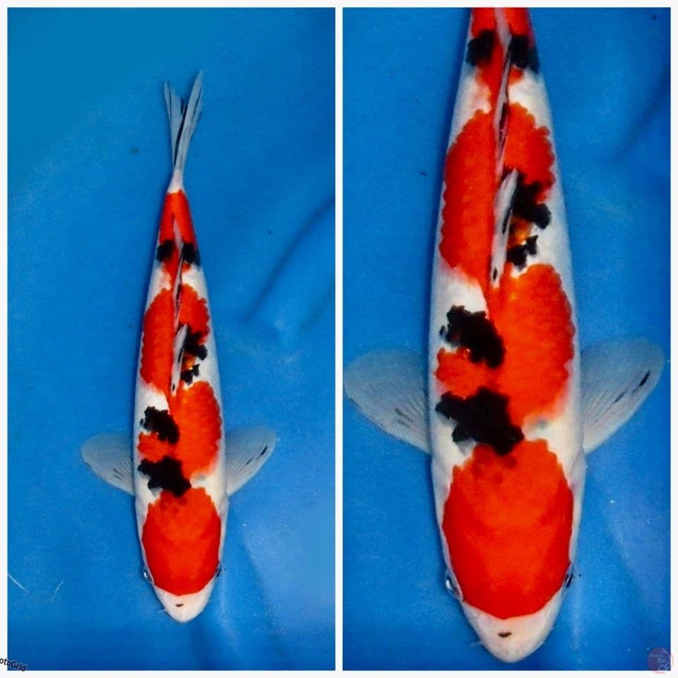 sanke F1 sakai 33cm 