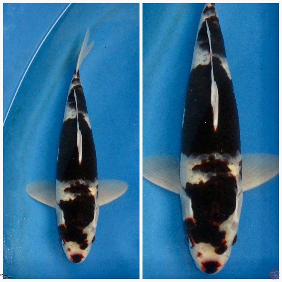 Goromo ori F1 35cm 