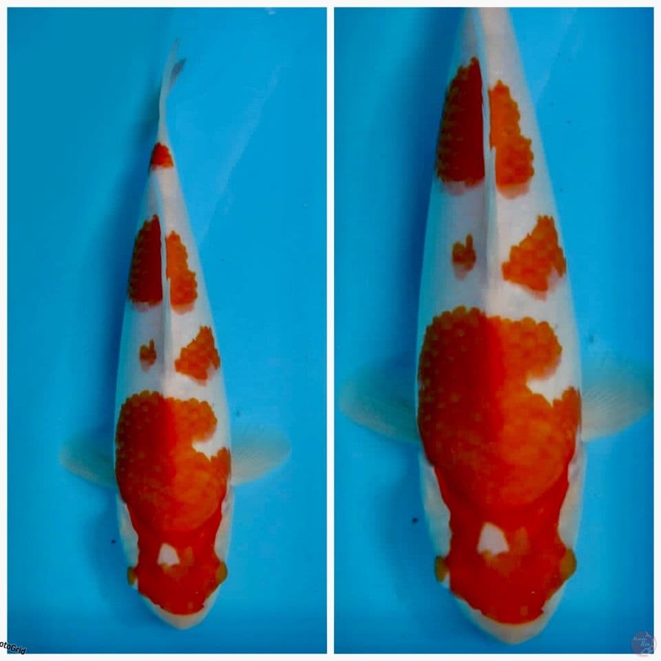 Kohaku F1 sakai 33cm