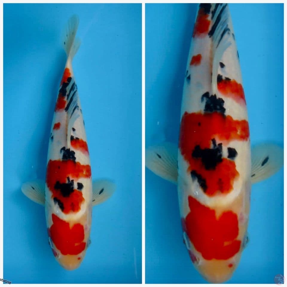 Sanke F1 sakai 29cm 